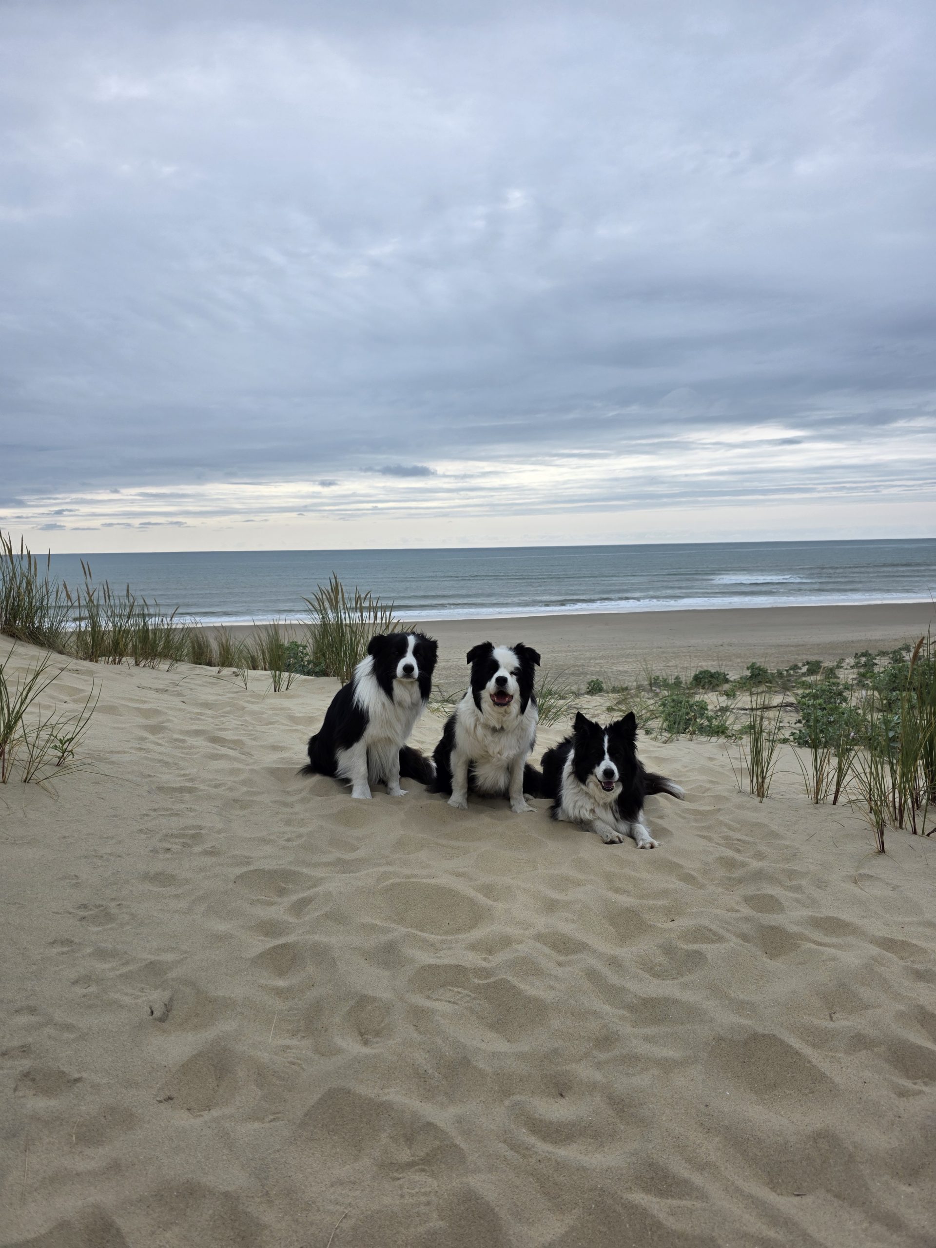 Drei Hunde am Strand – ausgewogene Ernährung und Bewegung fördern Wohlbefinden und Lebensfreude.