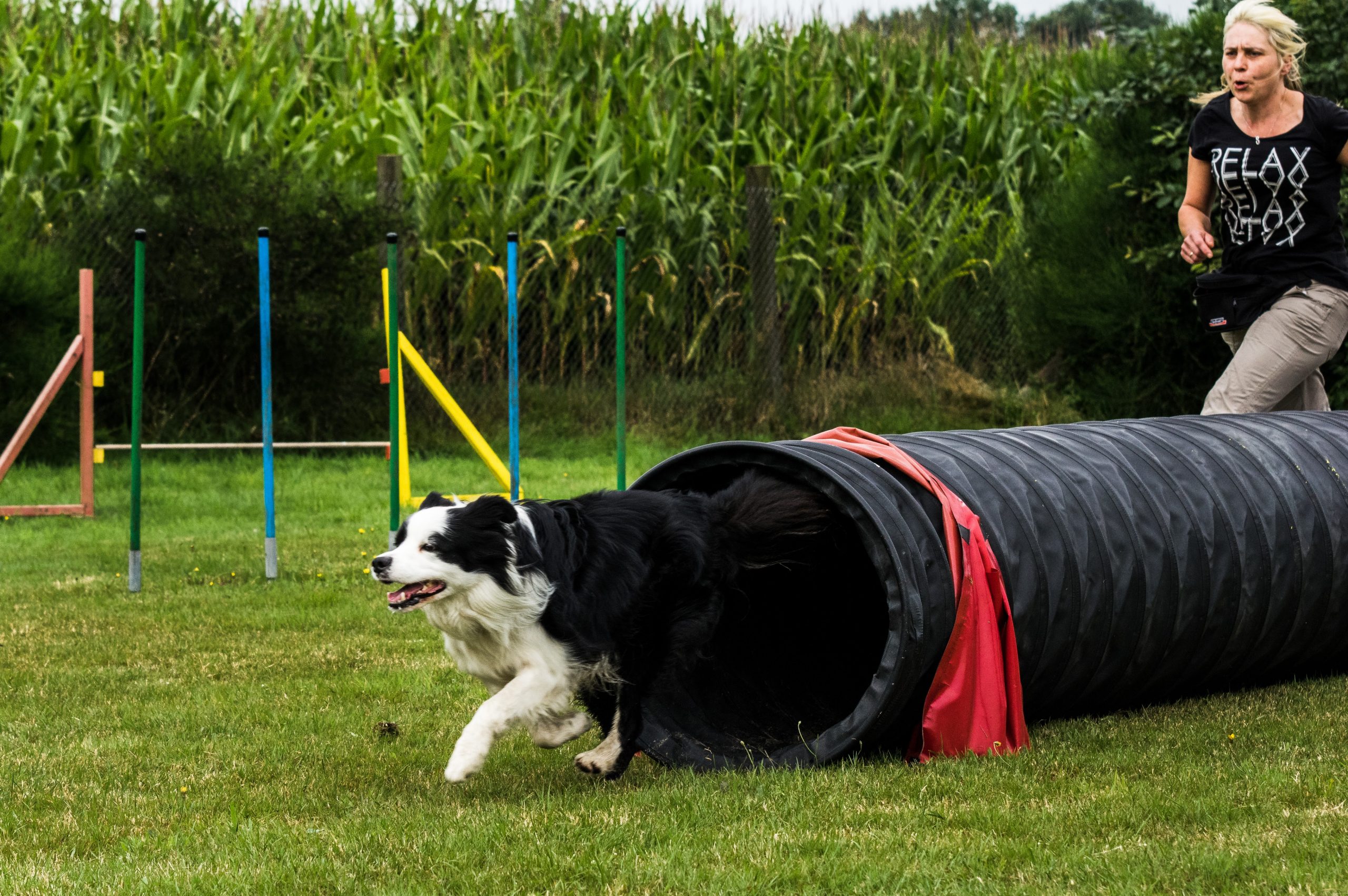 Aktiver Hund beim Agility-Training – ausgewogene Ernährung und Bewegung fördern die Gesundheit und Fitness von Hunden.
