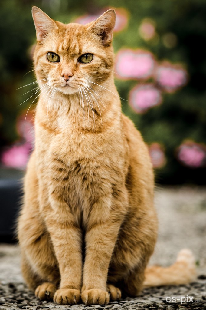 Gesunde, zufriedene Katze – Die Futterfee steht für natürliche Katzenernährung und individuelle Futterberatung.